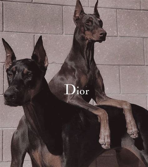 dior doberman